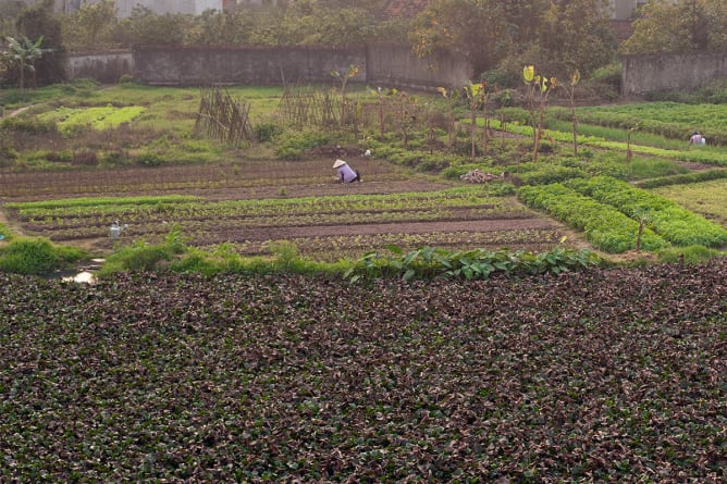 Agricolo