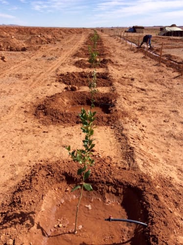 Organic fruit trees and our partly handmade old school watering system with some irrigation tubes that we have been able to install so far!! Would be great to fund some more in the future.  