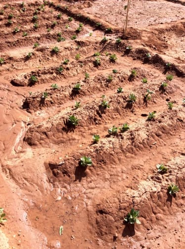 Organic veggie field 