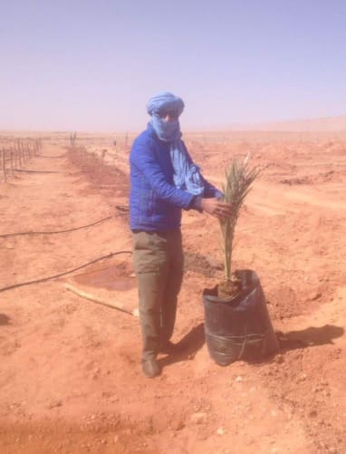 Abdu is planting a date palm, one that you can buy for 30 euros in one of our packages. They grow very fast! Why the hat? Because if you’re in the desert, that’s what you wanna wear! Protects you from the sand, the wind and the very strong sun. 