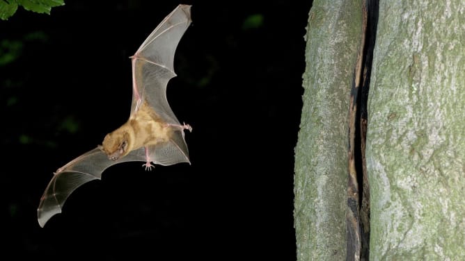 Abendsegler im Flug ©Picture Alliance / wildlife