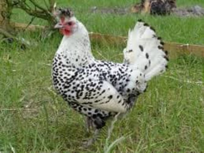 Poule appenzelloise huppée