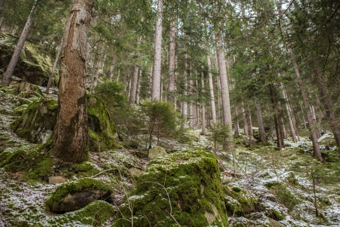 Aus diesem Wald im Naturpark stammt das Vollmondholz