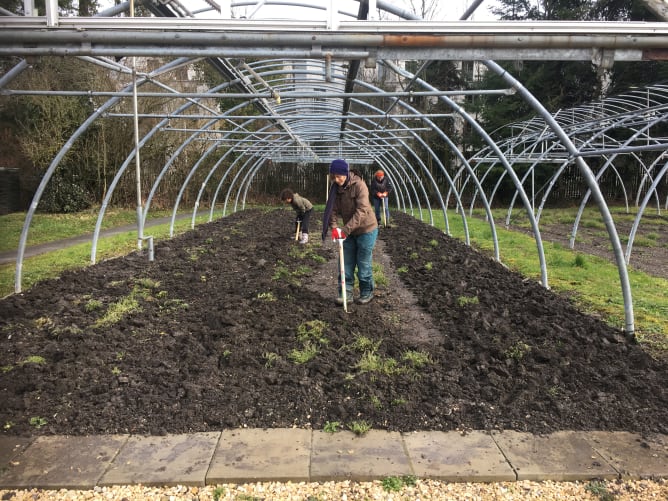 Sieht anstrengend aus, macht aber Spass: Unsere Mitglieder bei der Bodenbearbeitung👩‍🔧  Hier kommen die Tomaten hin 🍅🍅🍅 