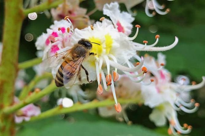 Bienenvolk Unterstützung