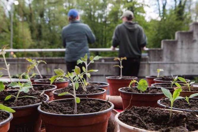 Projekt Kulturchrut von Aktivmitgliedern