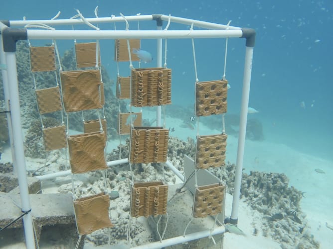 3D printed structure test tiles installed at the MaRHE Research Center in the Maldives. 