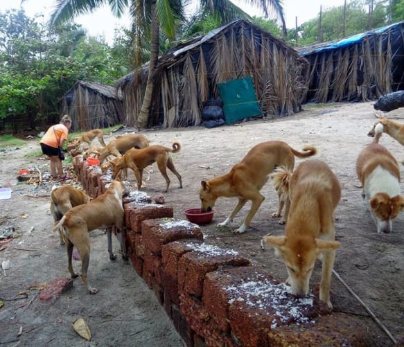 Chiens errants alimentés par WAG