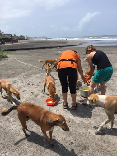 Chiens des plages alimentés par WAG