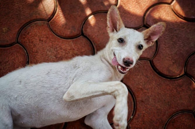 Rescued dog at WAG