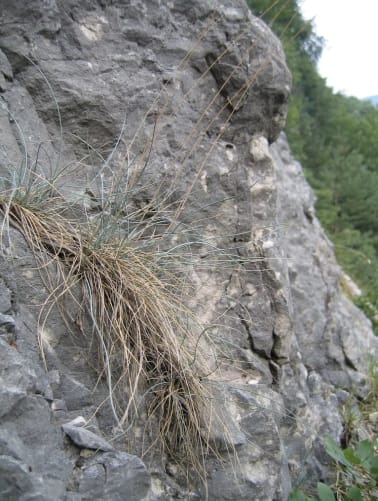 Geschützte Blaugrashalde beim geplanten Südportal