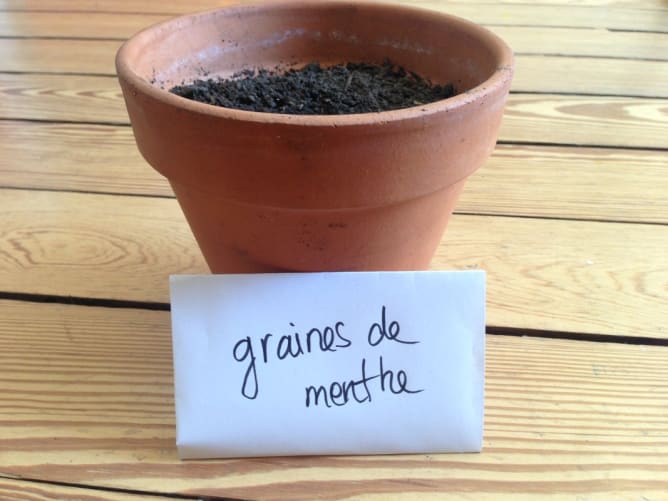 Un pot de terre avec graines de menthe 