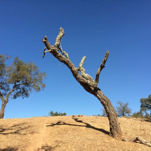 Nach Dürreperiode, Alentejo, Portugal, Frühling 2018