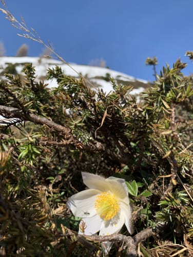 Vielfalt Fauna und Flora in Südbüden