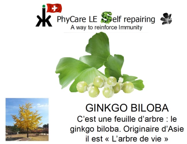 Ginkgo Biloba