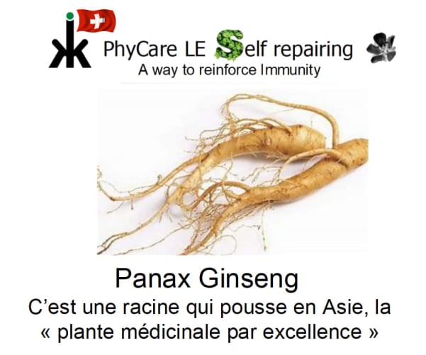 Le Panax Gingseng