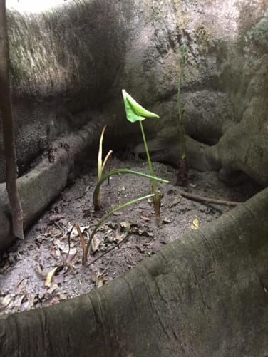 Es gibt Pflanzen, die mehr an Wasser ziehen, solche haben wir bereits gepflanzt.