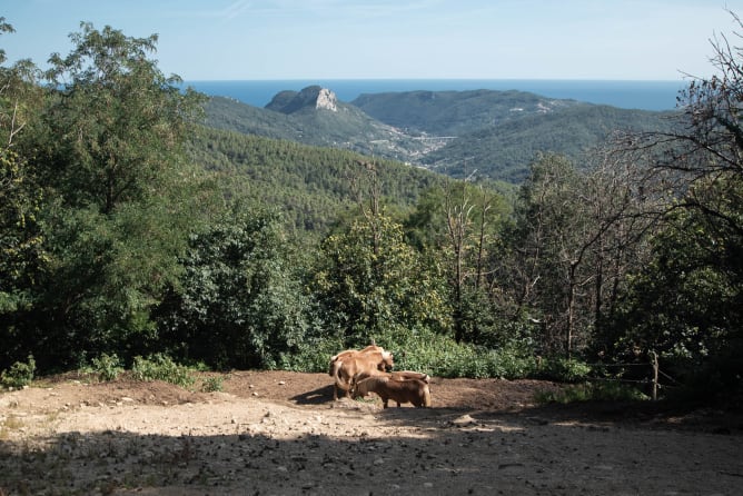 Vista dell’entroterra ligure dall’azienda agricola