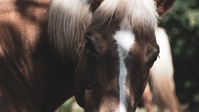 Our horses