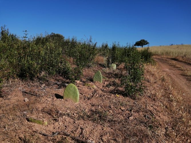 Opuntia ficus-indica - Prickly pear