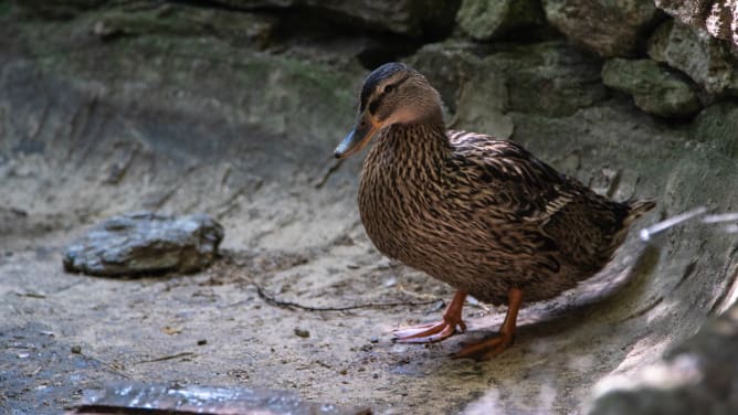 Unsere Enten