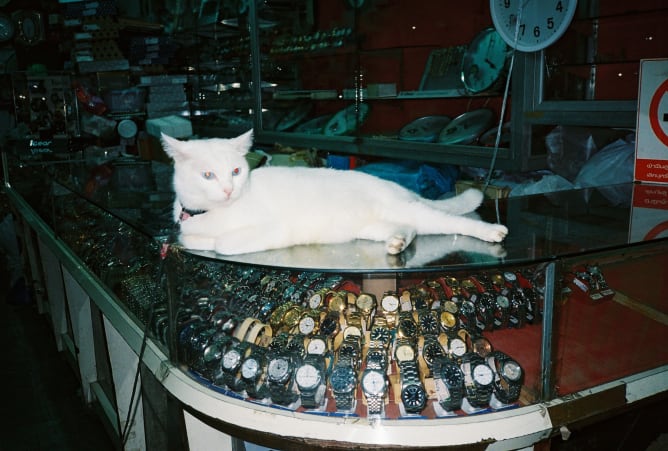 white cat guarding gold watches