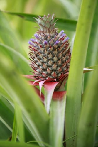 Die Ananas gedeihen prächtig - Es herrscht grosse Nachfrage auf dem lokalen Markt