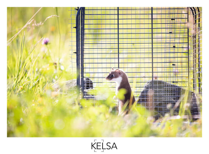 An Ermine which was released after beeing treated by the care centre of the «Bioparc Genève».