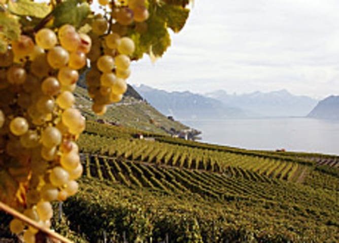 Chardonne vineyards