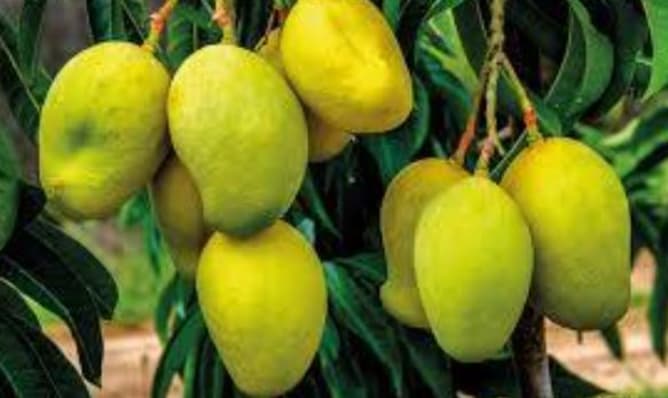 Die TJC Mango, die nur in Sri Lanka vorkommt