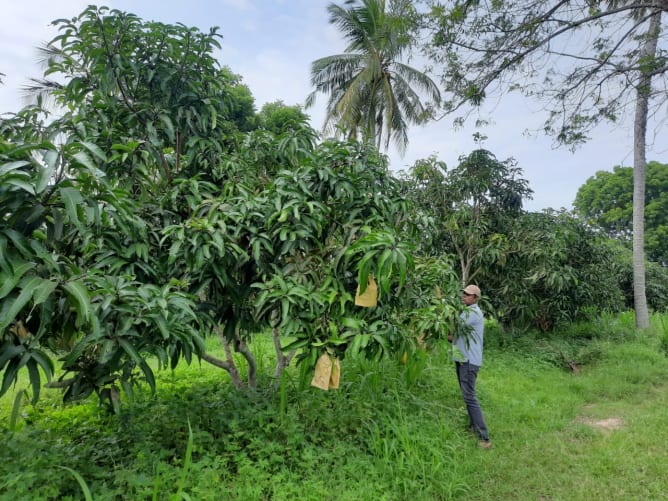 so sollte es einmal aussehen: eine bestehende Mango Farm in Sri Lanka