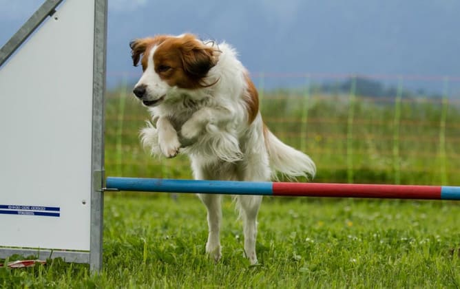 Agility macht Spass