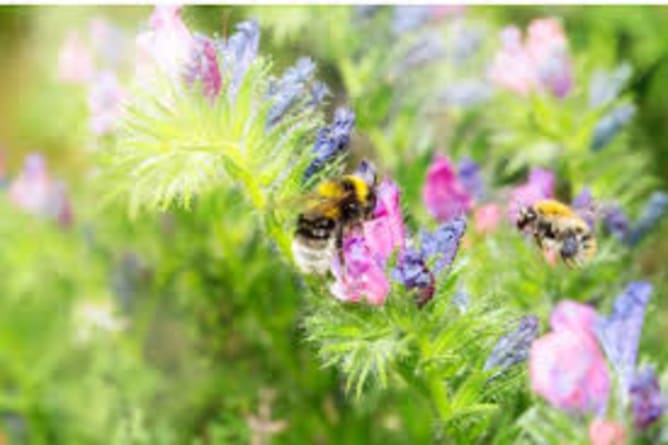 Pflanzen für lokale Wildbienen