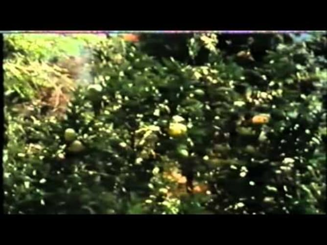 Masanobu Fukuoka - In Zukunft: Der Bauer ohne Pflug und Dünger (Deutsch Audio)