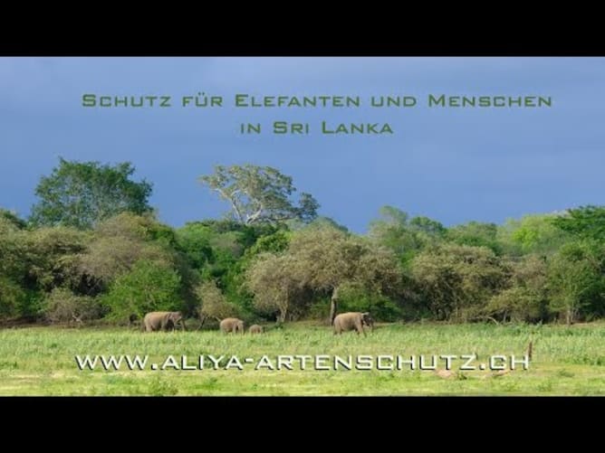 Schutz für Elefanten und Menschen in Sri Lanka (Trailer)