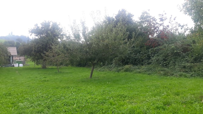 Auf der dazugehörigen Wiese stehen Obstbäume, die gerne von den Bienen angeflogen werden.