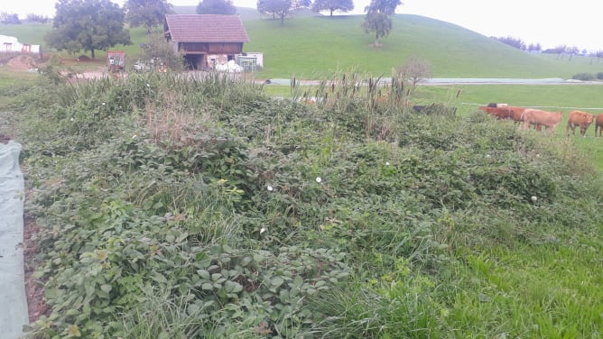 Wirkt vielleicht zufällig, ist aber ein wunderbares Biotop für Frösche und Hermeline!