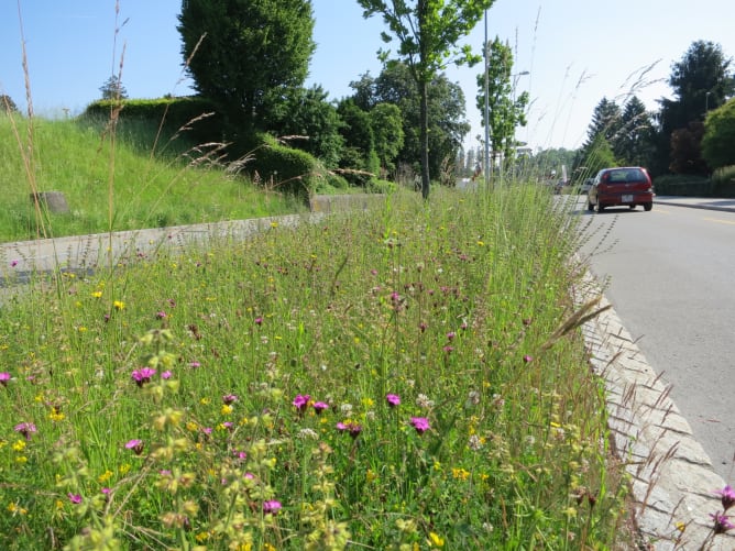 Artenreiche Rabatten bieten Insekten Nahrung