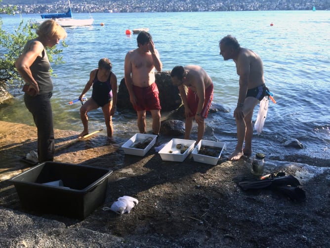 Abtauchen und Lebewesen unter den Steinen finden