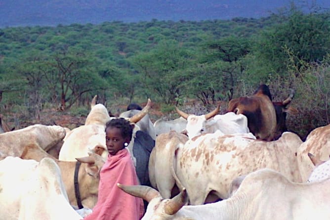 Die Kinder müssen oft Tiere hüten und fehlen dann in der Schule