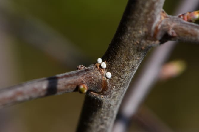 Warzen? Nein! Eier eines Birken-Zipfelfalters auf einem Schwarzdorn