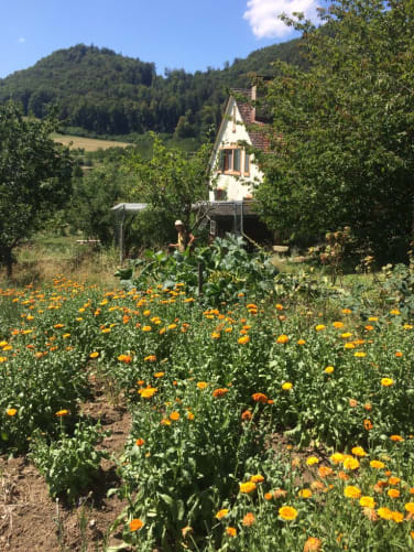 Kräuterhof mit Calendula-Blumen für Salben