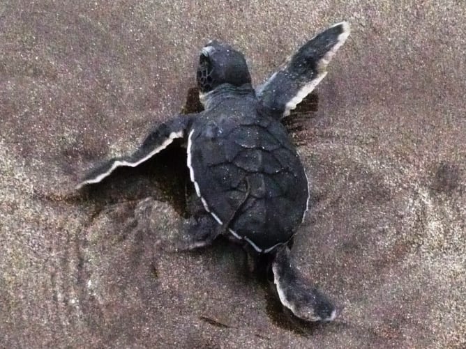 Small green turtle