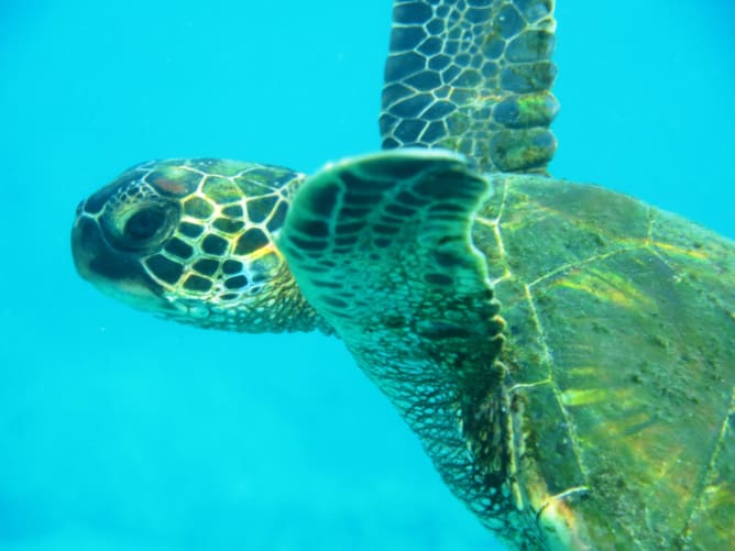 The green turtle, an endangered species