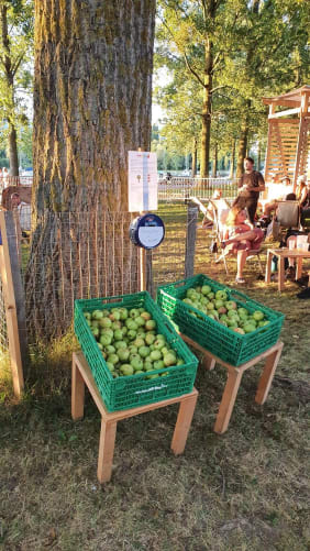 Fruits du jour en libre service à La Dérivée (centre culturel estival au bord de la Thièle à Yverdon-les-Bains)