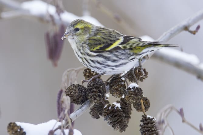 Erlenzeisig (Spinus spinus) bei der Futtersuche