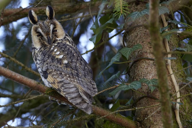 Waldohreule (Asio otus) im Schlafbaum