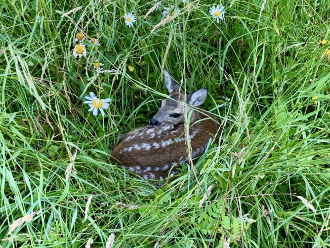 Rehkitz im Gras (Foto: Jon Cantieni)