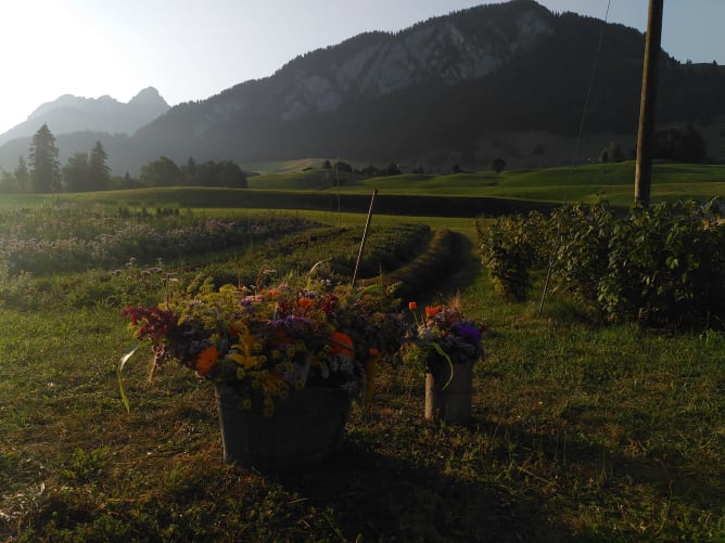 Bouquet  de fleurs de nos jardins