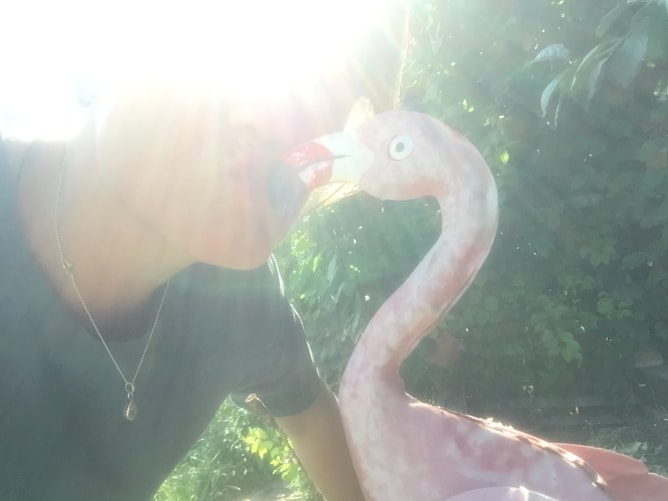 schon mal einen Flamingo geküsst?